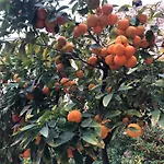 Bay Terraza24 カルプ